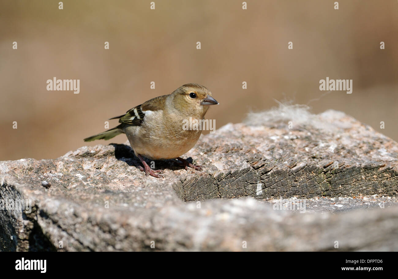 Chaffinch - Fringilla coelebs femelle sur ancien tableau d'oiseaux Banque D'Images