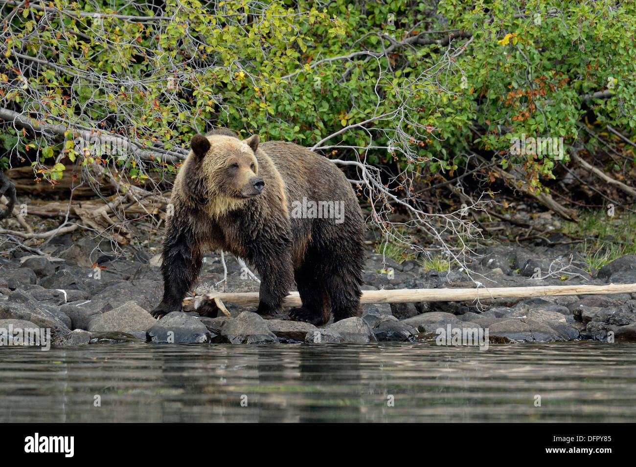 Ours brun, Ursus arctos, chasse saumon le long du littoral d'une rivière à saumons, Chilcotin Wilderness, l'intérieur de la Colombie-Britannique, Canada Banque D'Images
