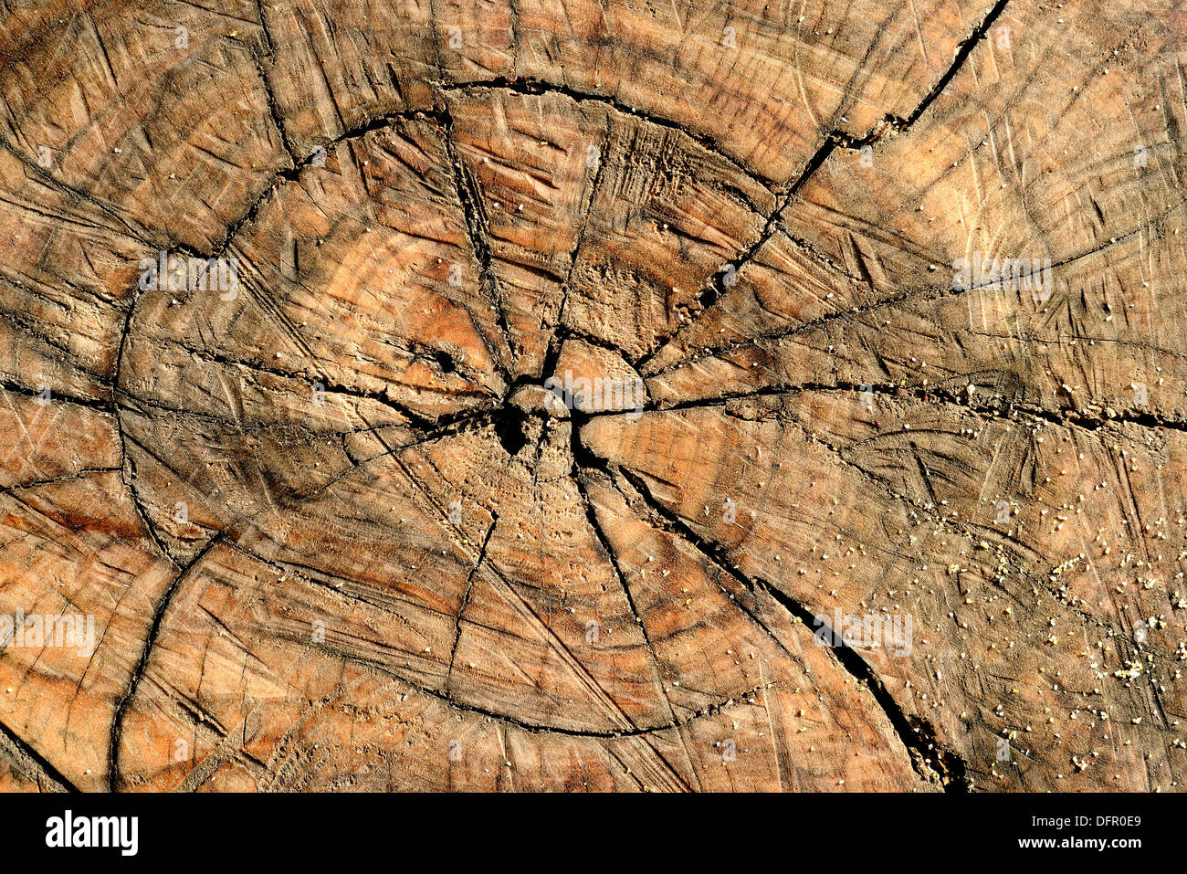 Coupe d’arbre Banque D'Images