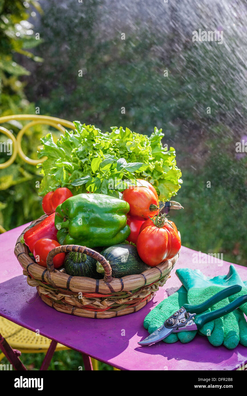Des légumes sur une table dans un jardin Banque D'Images