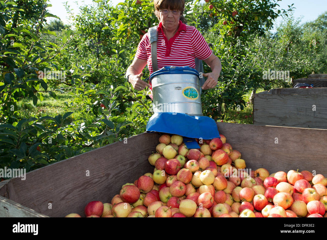 Chelmsford, Essex. 8 octobre 2013. Dans le chaud soleil d'octobre, les travailleurs de Lathcoats la récolte agricole pommes Gala dans l'un de leurs vergers. Les vendangeurs, les travailleurs saisonniers et certains membres du personnel permanent, choisissez reddest ceux sur cette reprise, permettant aux autres de poursuivre la maturation. Crédit : La Farandole Stock Photo/Alamy Live News Banque D'Images