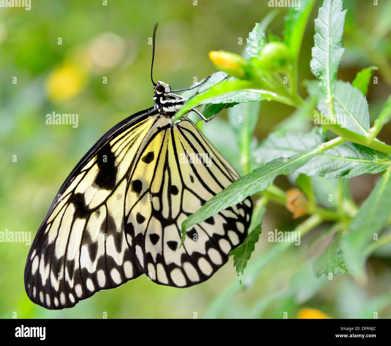 Papillon de papier de riz (idée leuconoe) assis sur l'herbe verte. Banque D'Images