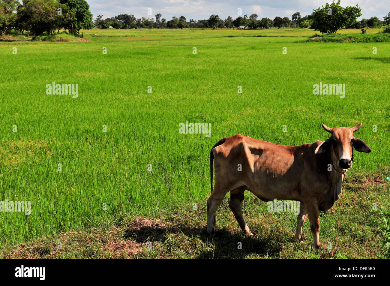 La culture du riz en Thaïlande - les bovins domestiques déplacements sur un champ de riz au jasmin dans le nord-est de la Thaïlande Banque D'Images