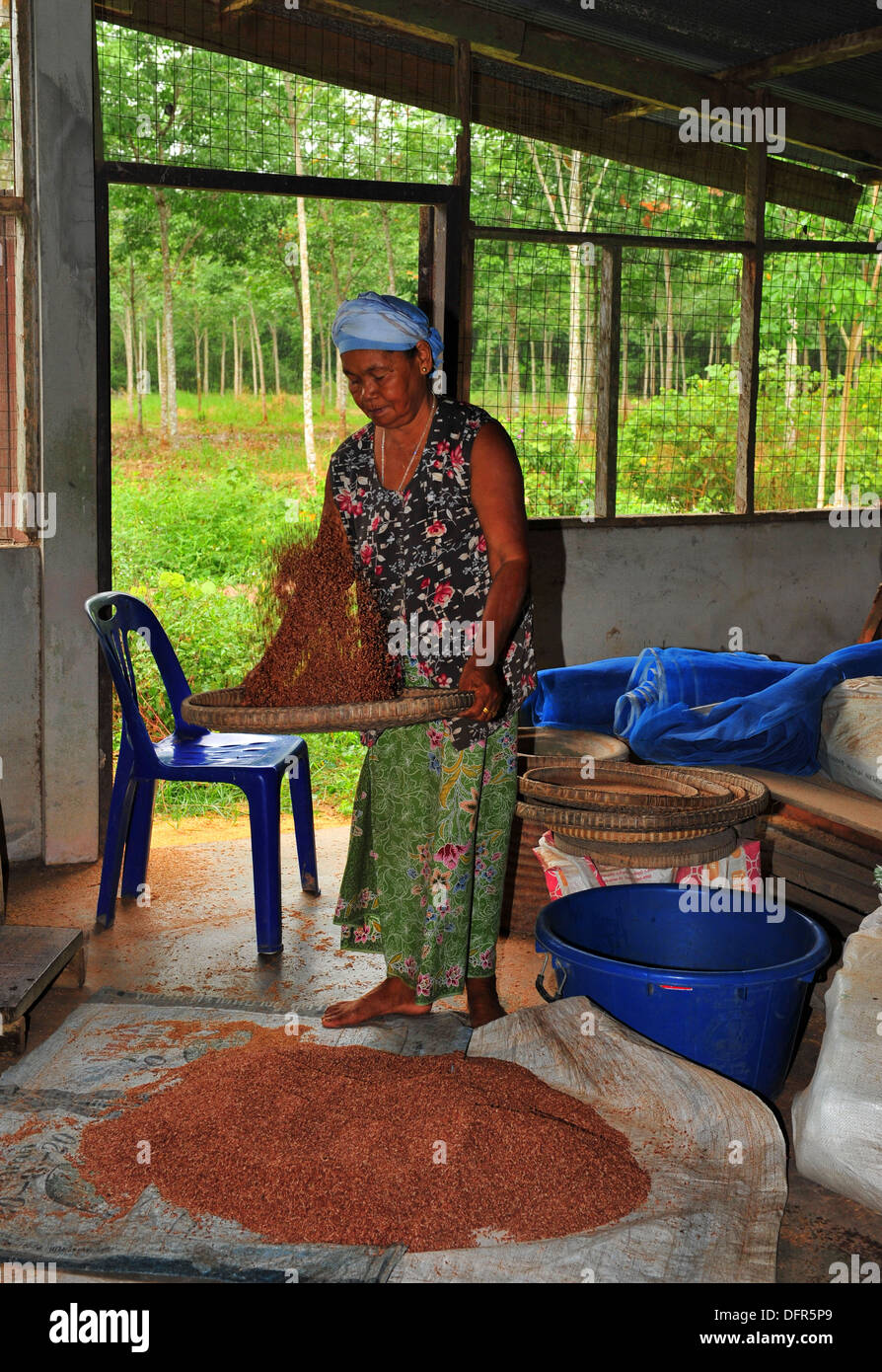 La culture du riz en Thaïlande Femme Sangyod - tamisage du riz (Phattalung province dans le sud de la Thaïlande) Banque D'Images