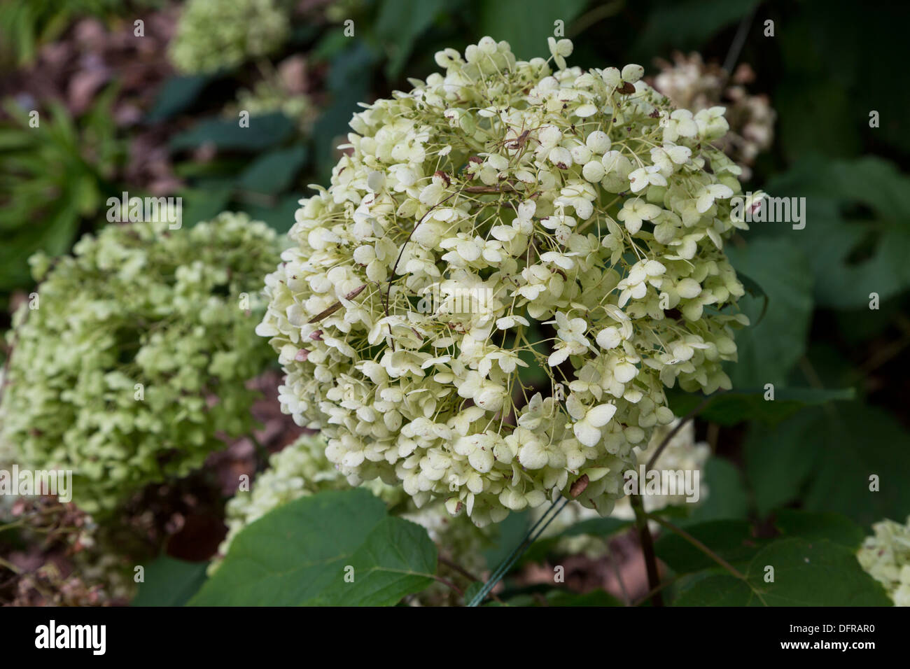 Hortensia, Hydrangea arborescens lisse, Longwood Gardens, Kennett Square, New York, USA Banque D'Images