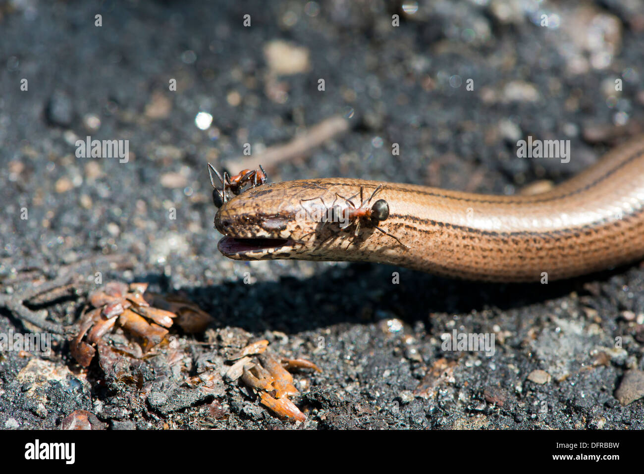 Ant s'attaquer à la tête du serpent Banque D'Images