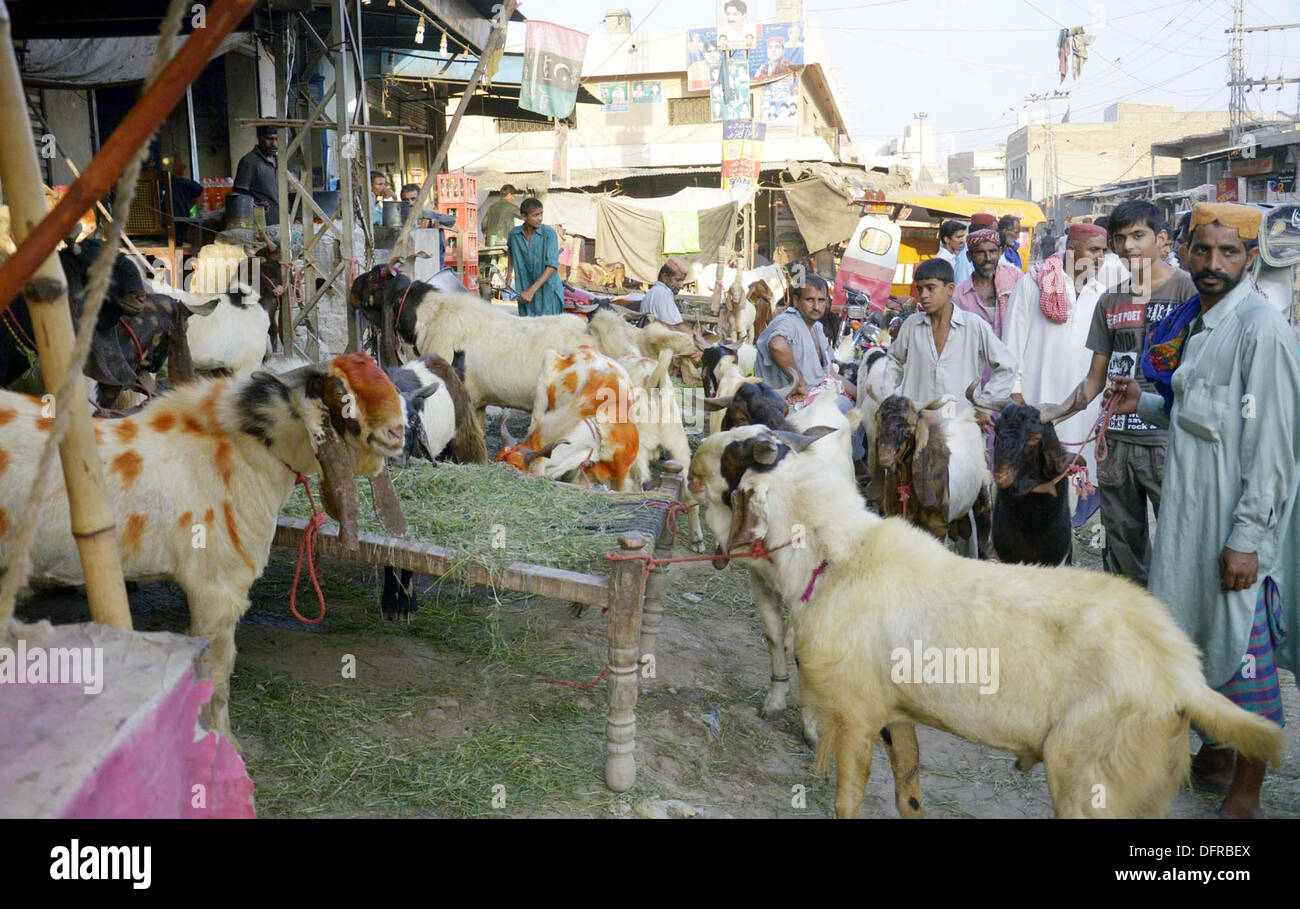 Les animaux sacrificiels attendre leurs acheteurs à un sacrifice de marché des animaux établi pour le festival Eid-ul-Azha Larkana, dans le Mardi, Octobre 08, 2013. Banque D'Images