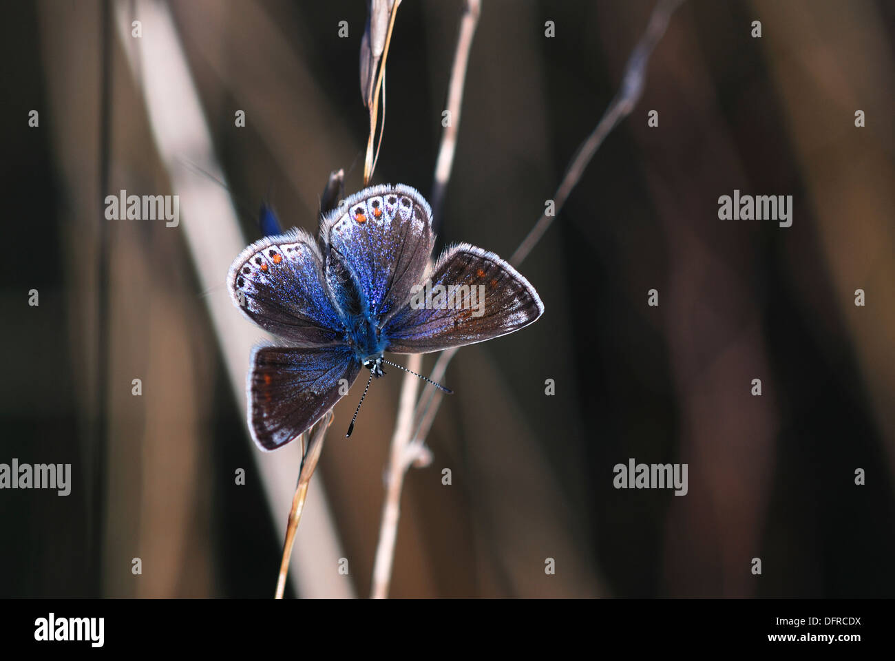 Un papillon bleu commun au repos sur une tige d'herbe UK Banque D'Images