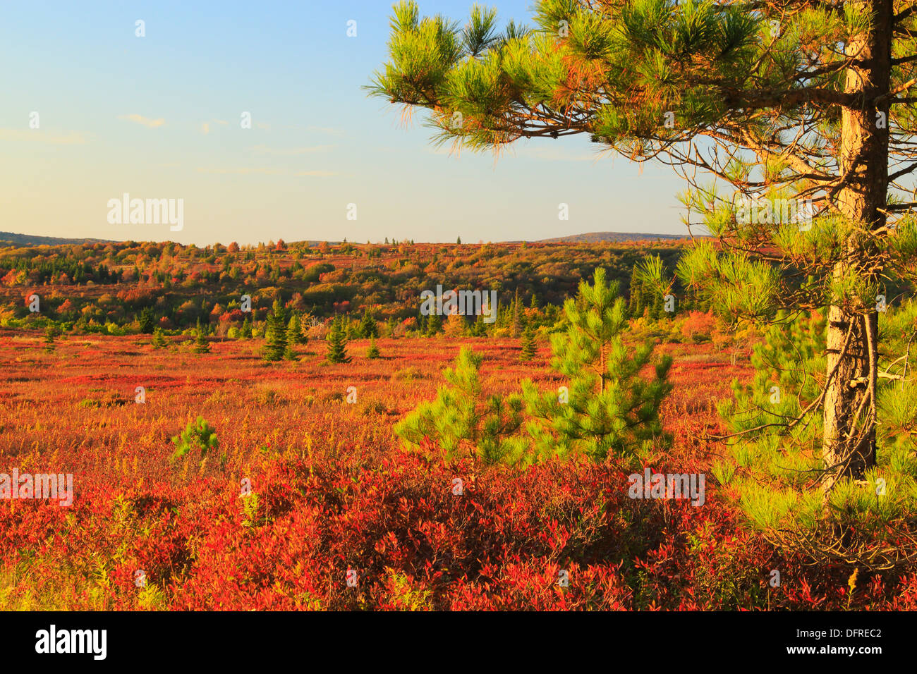 Sentier Beaver Dam, Dolly Sods Désert, Hopeville, West Virginia, USA Banque D'Images