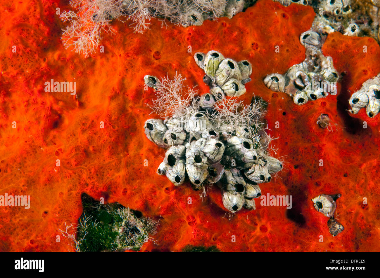 Les balanes Sarıgerme Fethiye Turquie Banque D'Images