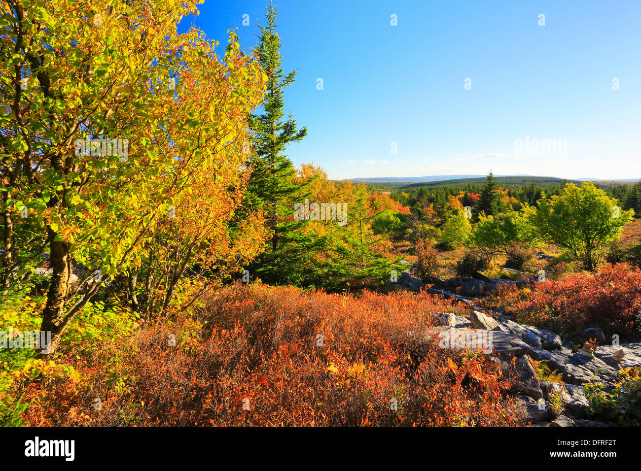 Blackbird Trail, Dolly Sods Désert, Hopeville, West Virginia, USA Banque D'Images