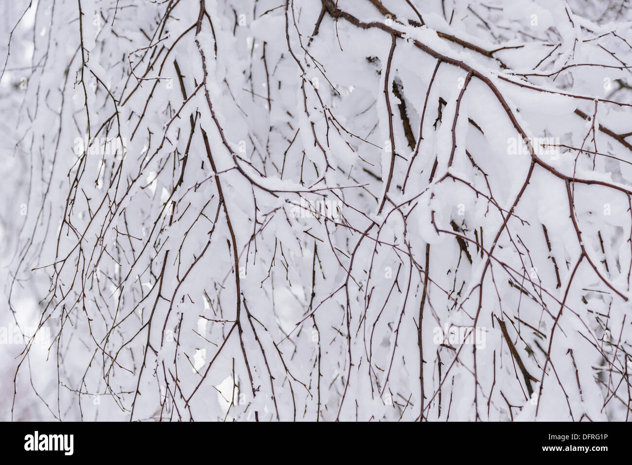 Les branches d'arbres couverts de neige de l'hiver, Dumfries et Galloway, Écosse Banque D'Images