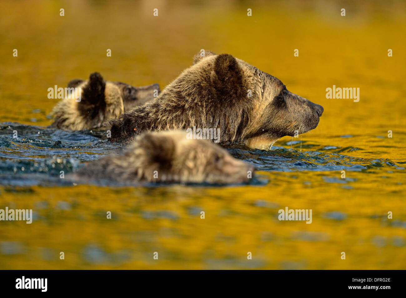 Ours brun, Ursus arctos, chasse le saumon dans une rivière à saumon, Chilcotin Wilderness, l'intérieur de la Colombie-Britannique, Canada Banque D'Images