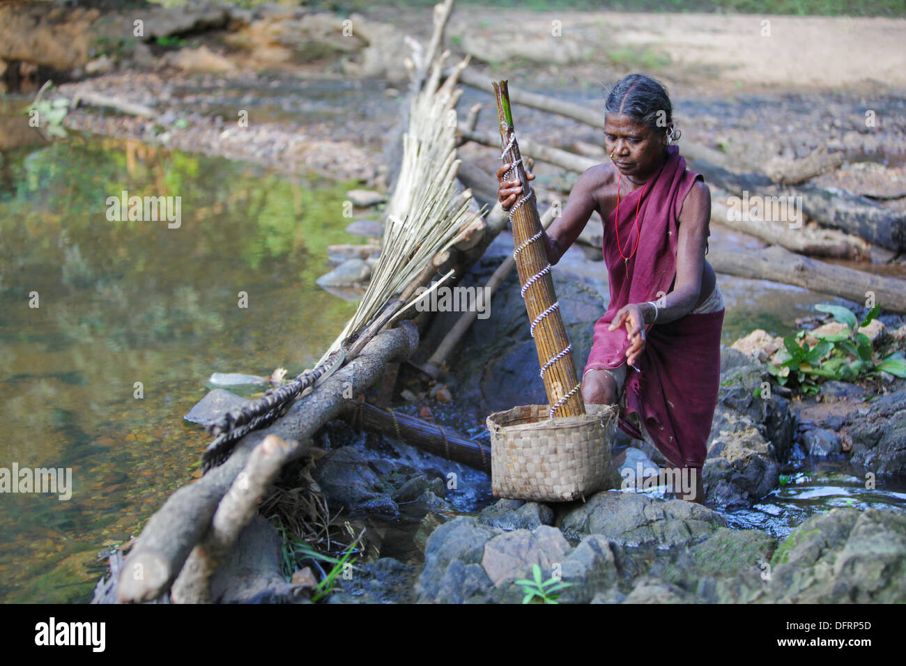 Femme tribal Madia la capture du poisson, Bhamragad, Maharashtra, Inde. Banque D'Images