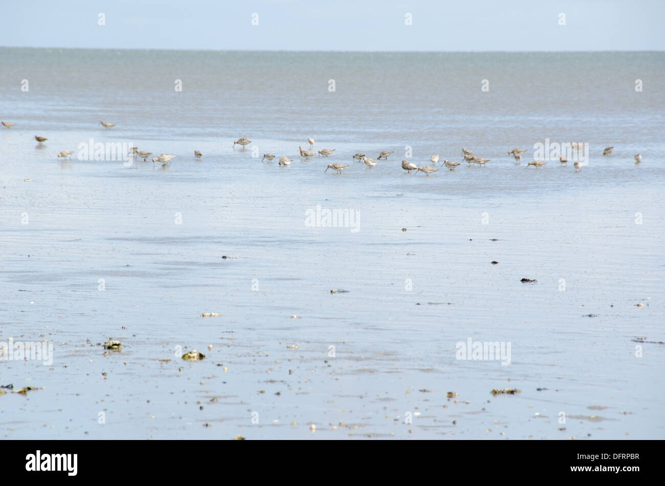 Barge à queue noire, Limosa limosa se nourrir dans la mer des wadden Banque D'Images