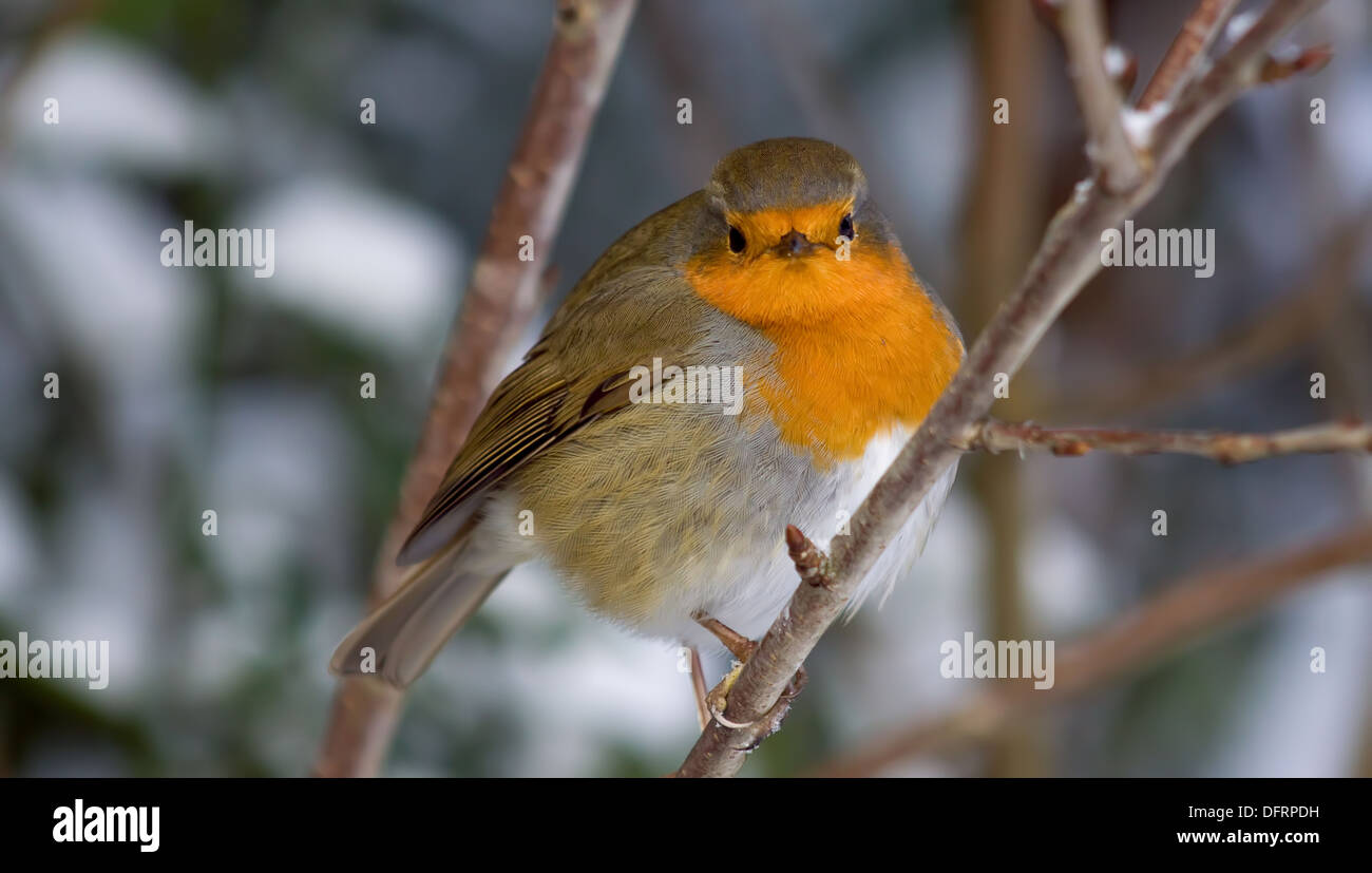 Robin dans la neige de l'hiver à Dartmouth Park Banque D'Images