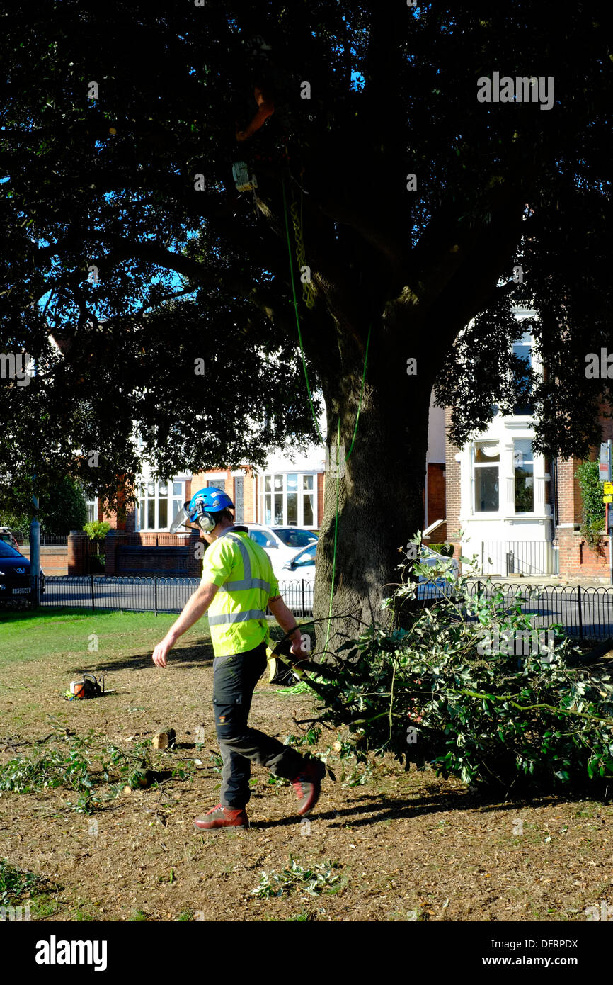 Le déchiquetage des ouvriers dans les branches des arbres après la coupe de la machine Banque D'Images