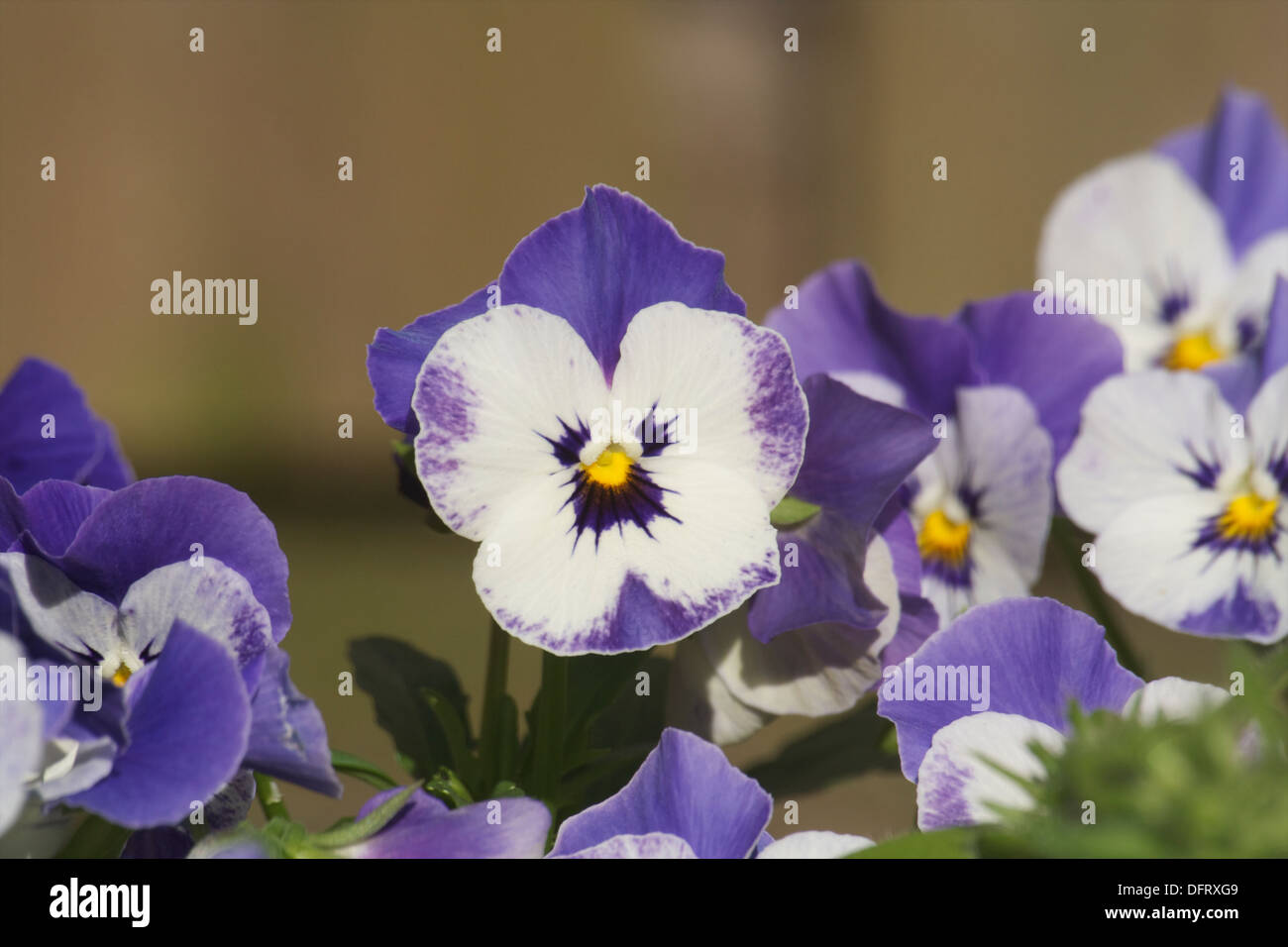 Viola white violet purple face Banque D'Images