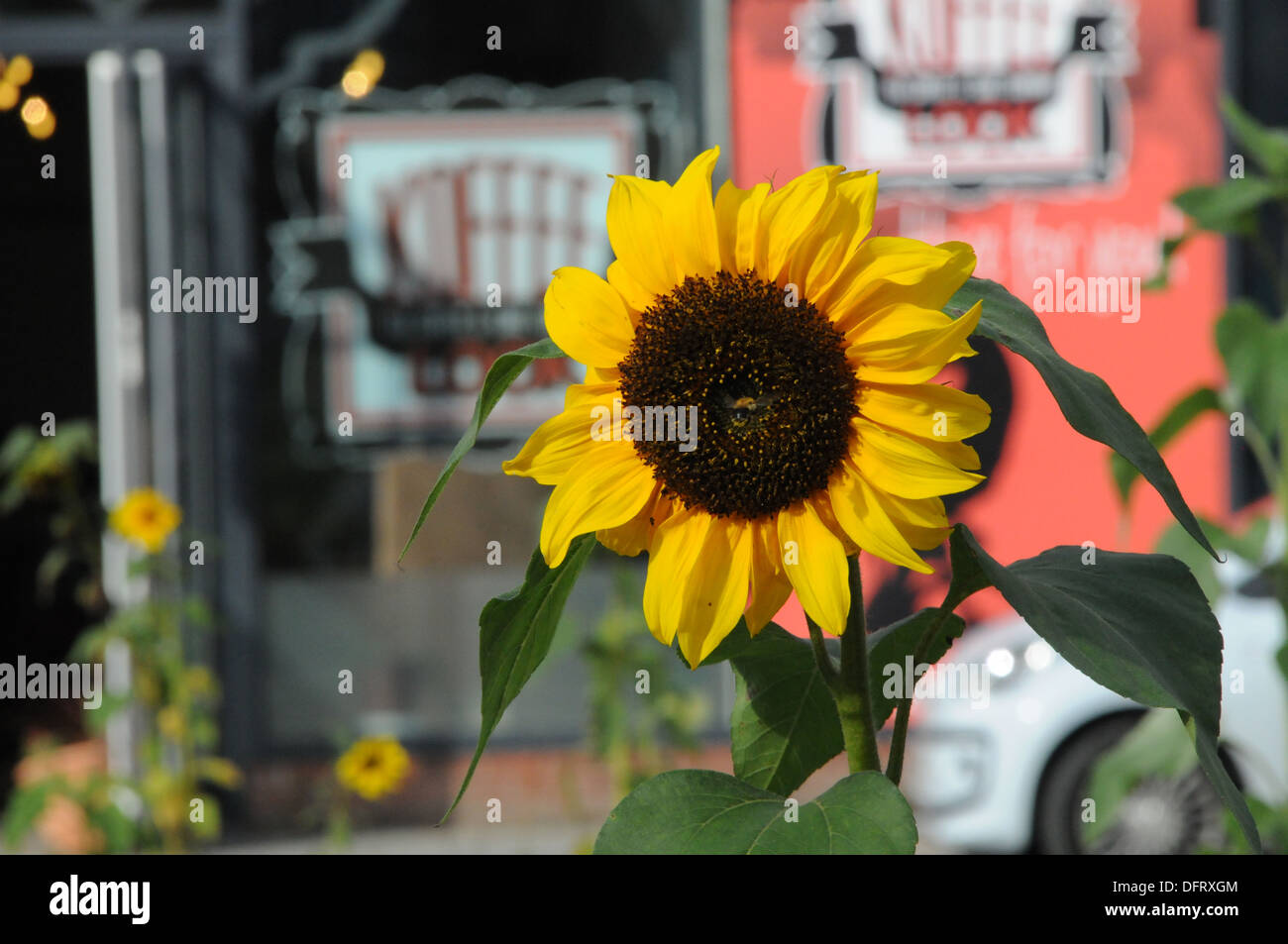 Bumble bee Tournesols Fleurs Banque D'Images