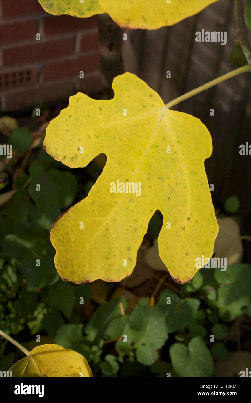 Feuille de vigne en automne Banque D'Images