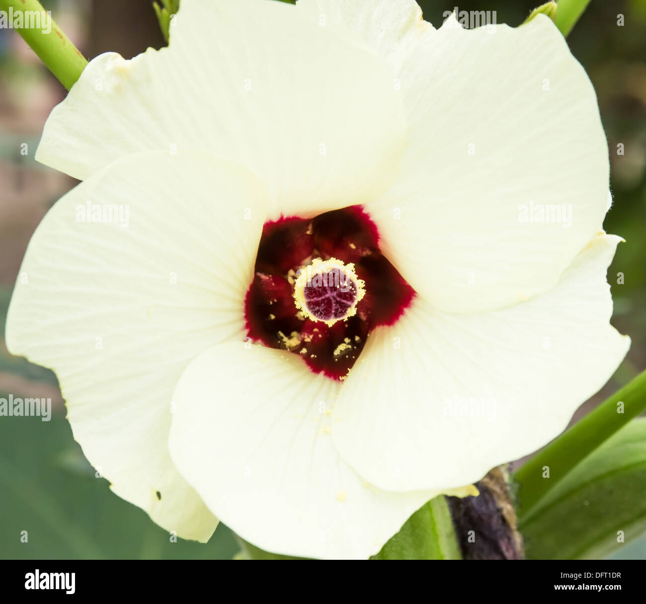 Roselle ou Jamaïque fleur, Hibiscus sabdariffa. utilisé pour faire de la nourriture thaïe. Banque D'Images