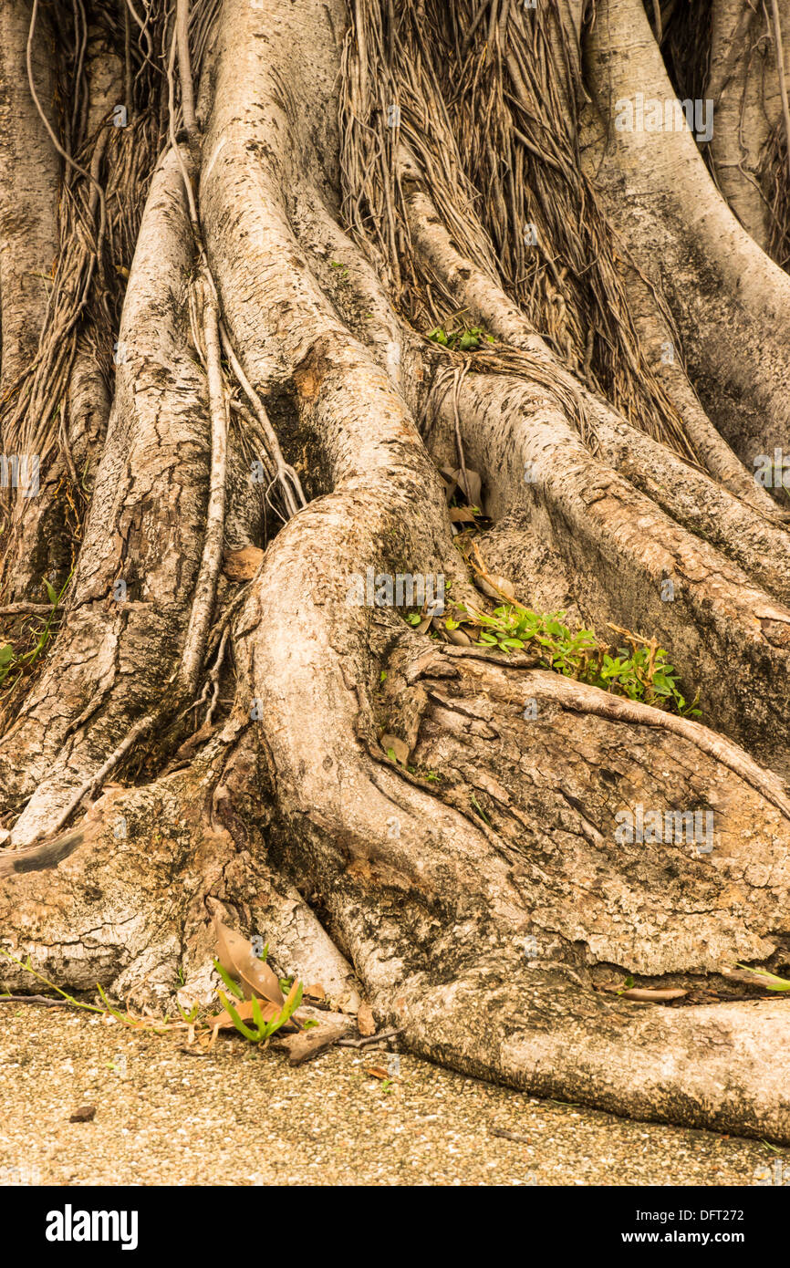 Close-up of a entrelacé Banyan racines dans le jardin. Banque D'Images