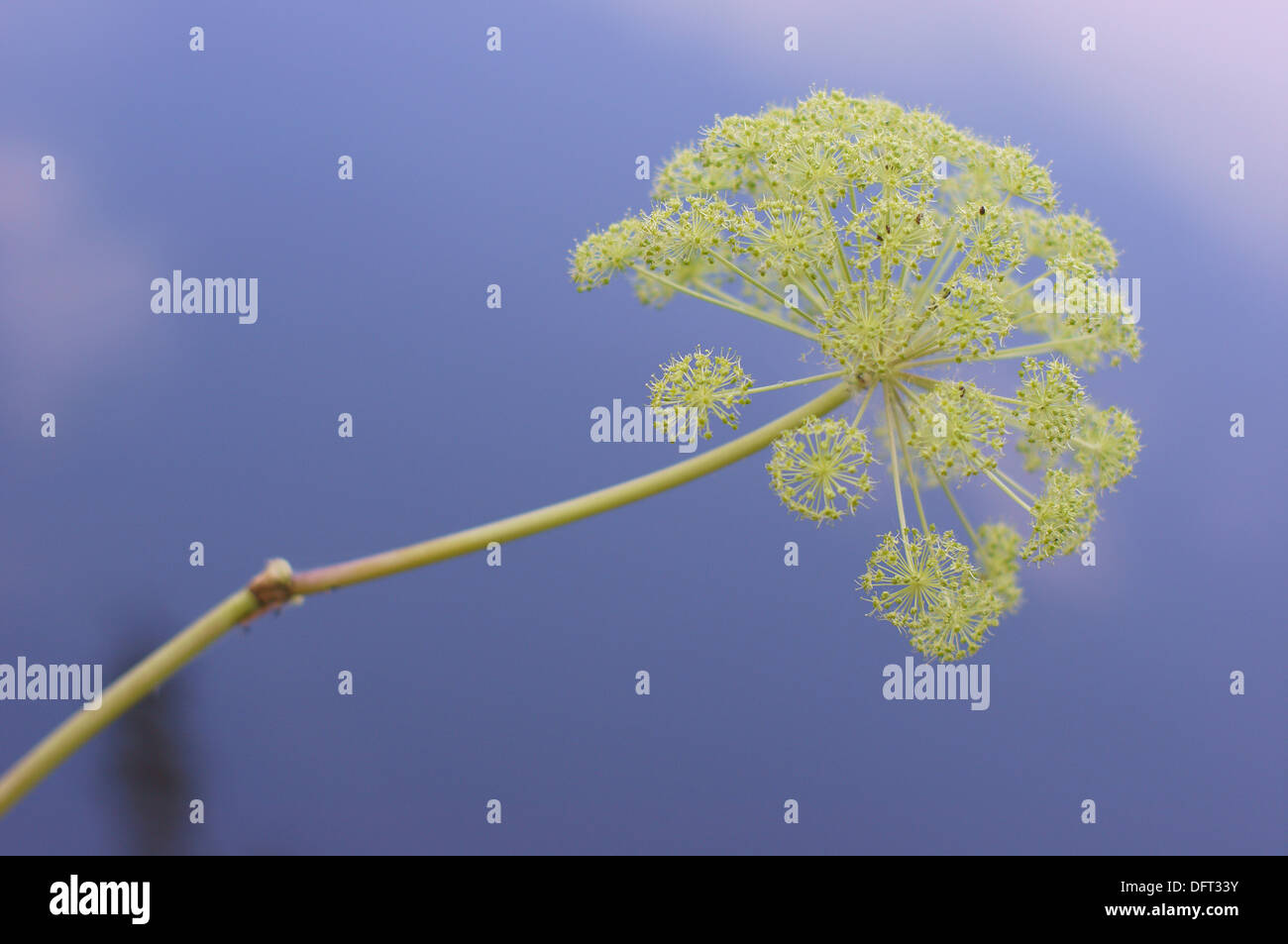 Sol ancien en pleine floraison Aegopodium podagraria variegatum goutweed herb gerard l'herbe de l'évêque Banque D'Images