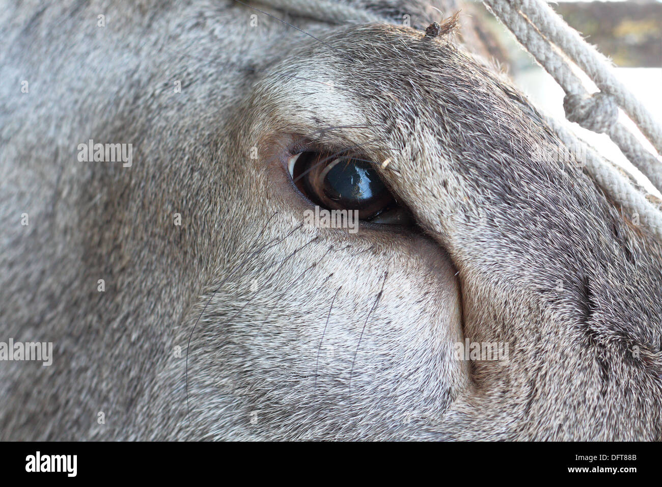Détail de red deer (Cervus elaphus ) eye, image prise sur une bête traquée Banque D'Images