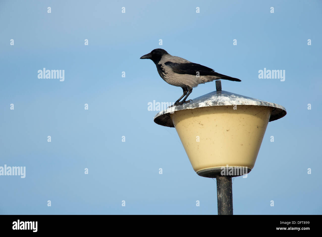Un Hooded Crow sur un lampadaire Banque D'Images