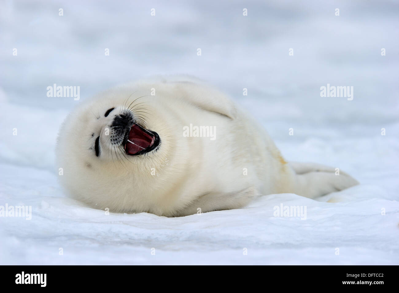 Bebe Phoque Du Groenland Mere Appelant Blanchon 4 A 14 Jours Sur La Glace Phoca Groenlandicus Madeleine Quebec Canada Photo Stock Alamy Bebe Phoque Du Groenland Mere Appelant Blanchon 4 A 14 Jours Sur La Glace Phoca Groenlandicus Madeleine Quebec Canada Photo Stock Alamy