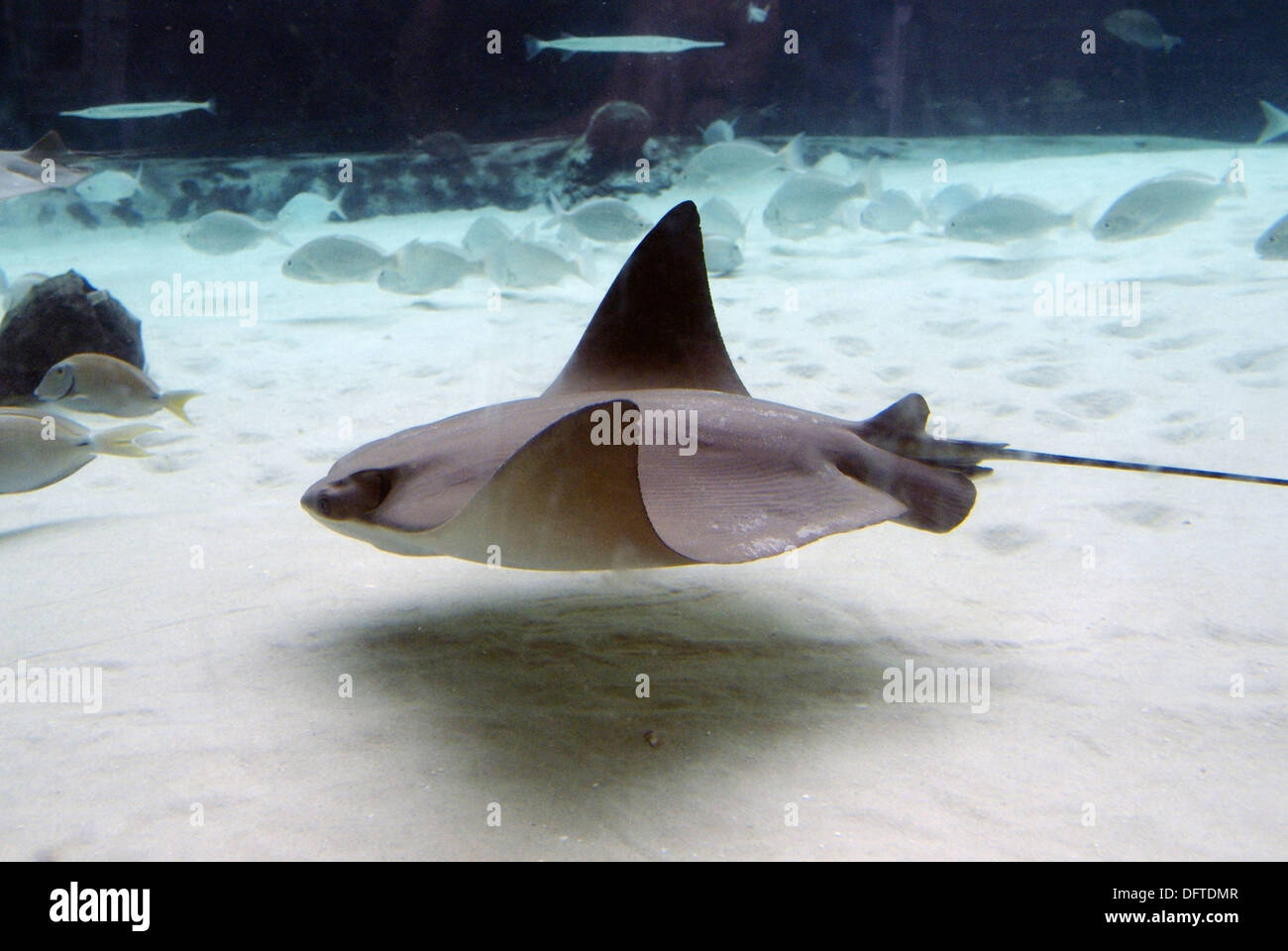 Visiteurs découvrent la vie sous-marins à l'Aquarium de Floride à Tampa en Floride. USA. Banque D'Images