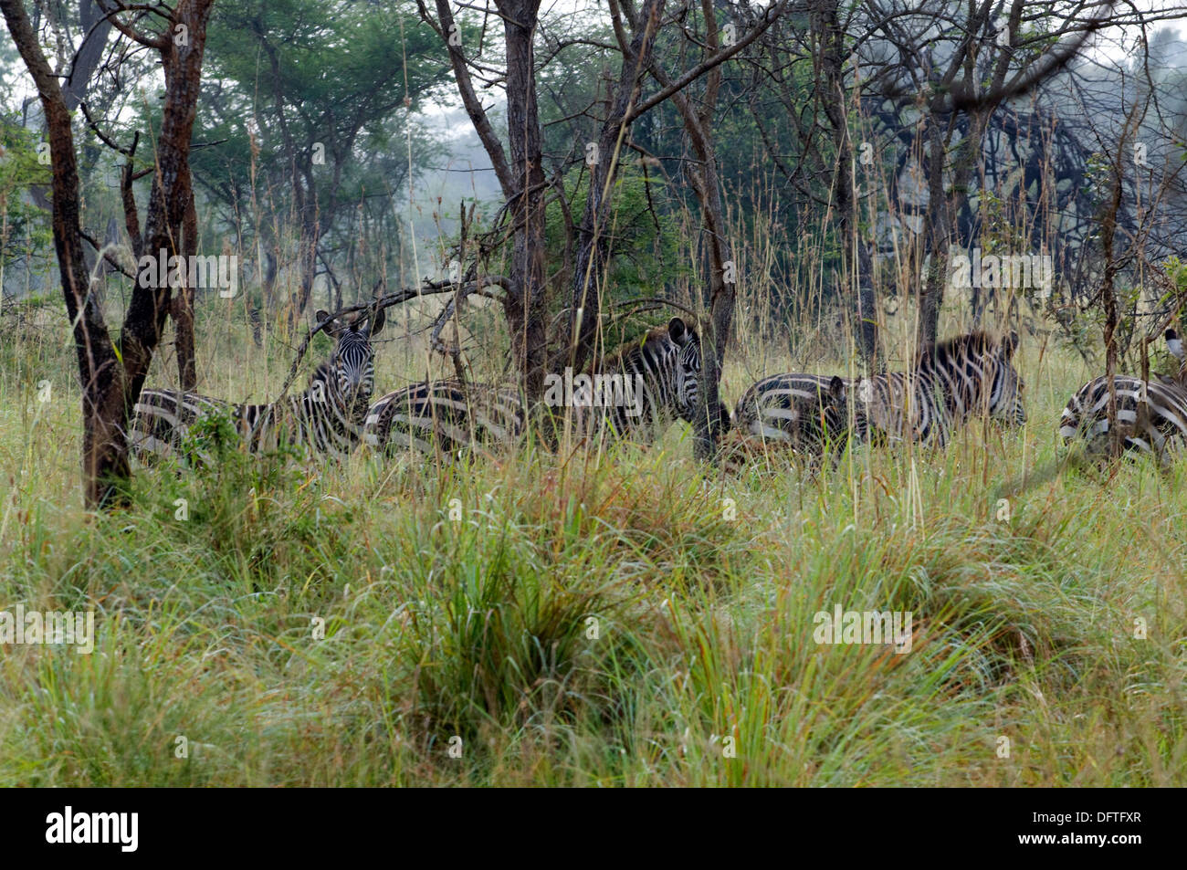 Zèbre des plaines d'Afrique du Nord de l'Equus burchelli National Akagera Game Park Rwanda Afrique Centrale le pâturage sur Savananah Banque D'Images