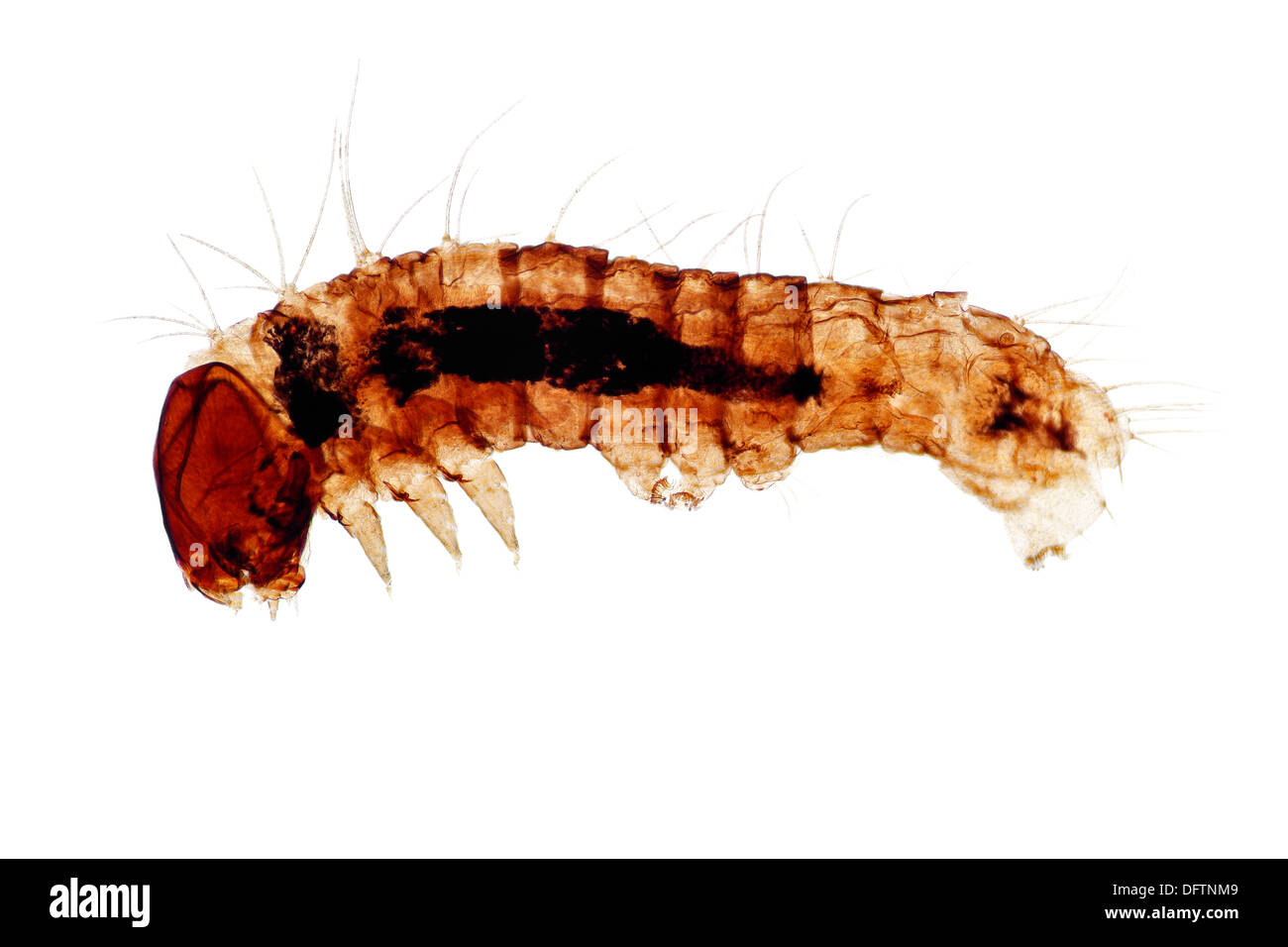 Silkworm, larve ou chenille de l'Silkmoth domestiqués (bombyx mori), les jeunes, minces, la section préparation permanente, microtome Banque D'Images