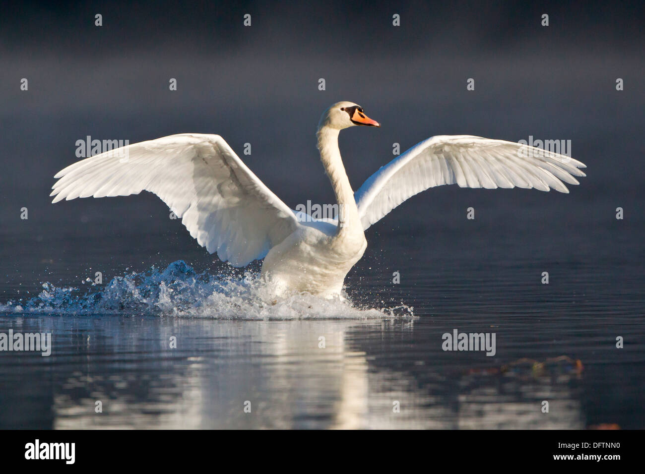 Mute Swan (Cygnus olor) l'atterrissage sur l'eau, Hesse, Allemagne Banque D'Images