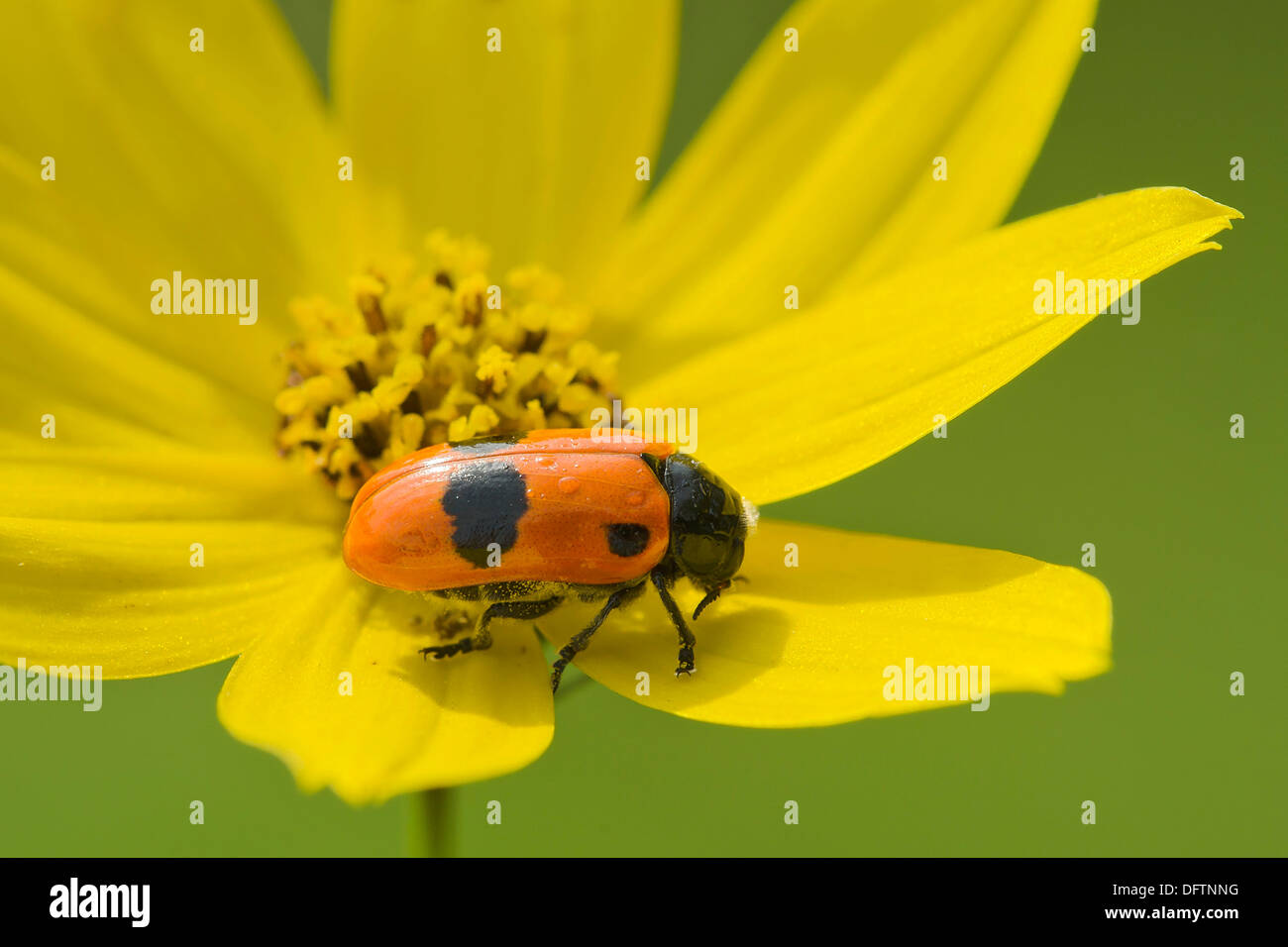 Sac Ant Beetle ou à cornes (Clytra laeviuscula Leaf Beetle), Burgenland, Autriche Banque D'Images