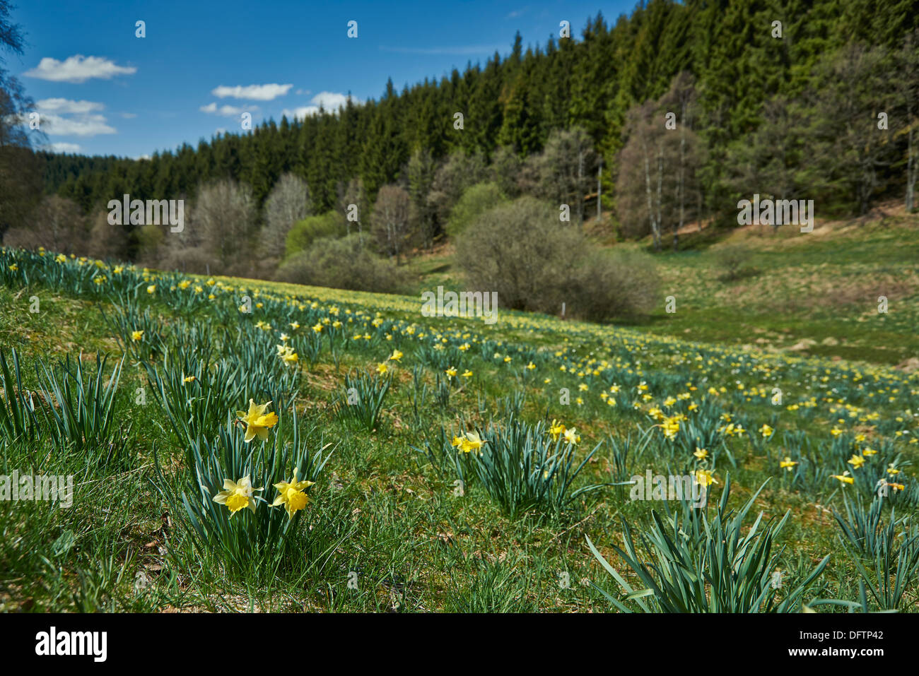 Jaune sauvage Narcissus Narcissus pseudonarcissus (jonquille ou), Perlenbachtal, Parc National Eifel, Monschau-Hoefen, Allemagne Banque D'Images