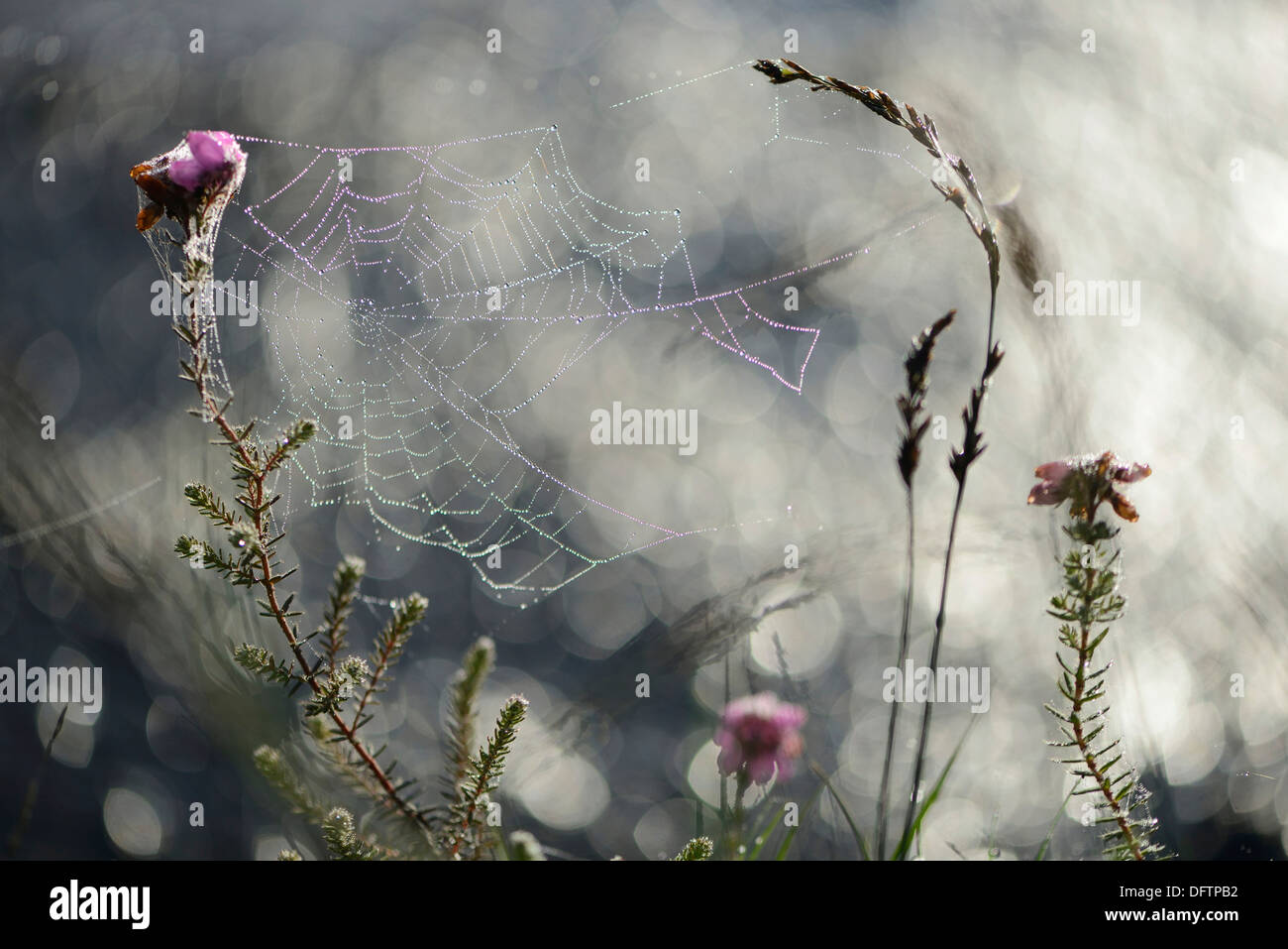 Spider's Web en contre-leaved heath (Erica tetralix), Theikenmeer Haren-landegge, réserve naturelle, de l'Ems, Basse-Saxe, Allemagne Banque D'Images
