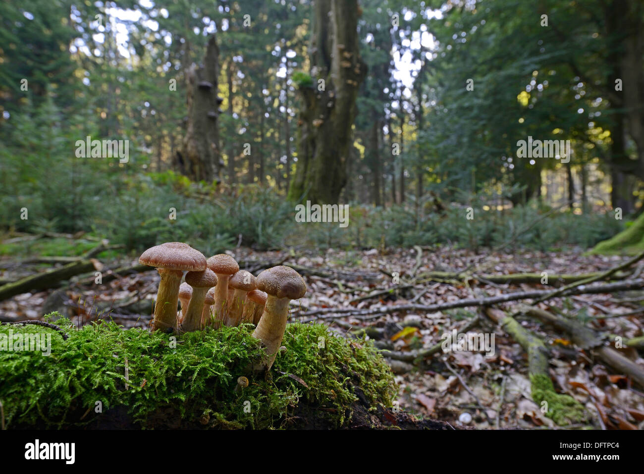 L'armillaire (Armillaria ostoyae), étameur Loh réserve naturelle, près de Haren, de l'Ems, Basse-Saxe, Allemagne Banque D'Images