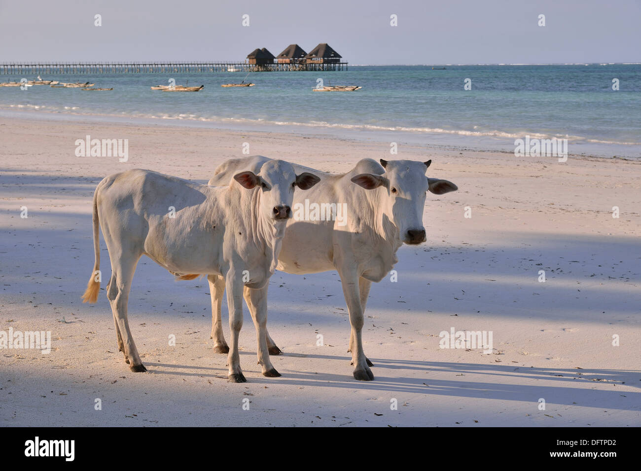 Les vaches sur la plage, Dongwe Dongwe, Zanzibar, Tanzanie Banque D'Images