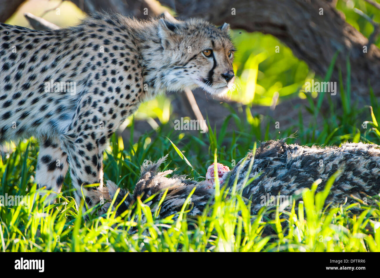 Le Guépard (Acinonyx jubatus) se nourrissant d'une carcasse d'autruche, Kgalagadi Transfrontier Park, Afrique du Sud Banque D'Images