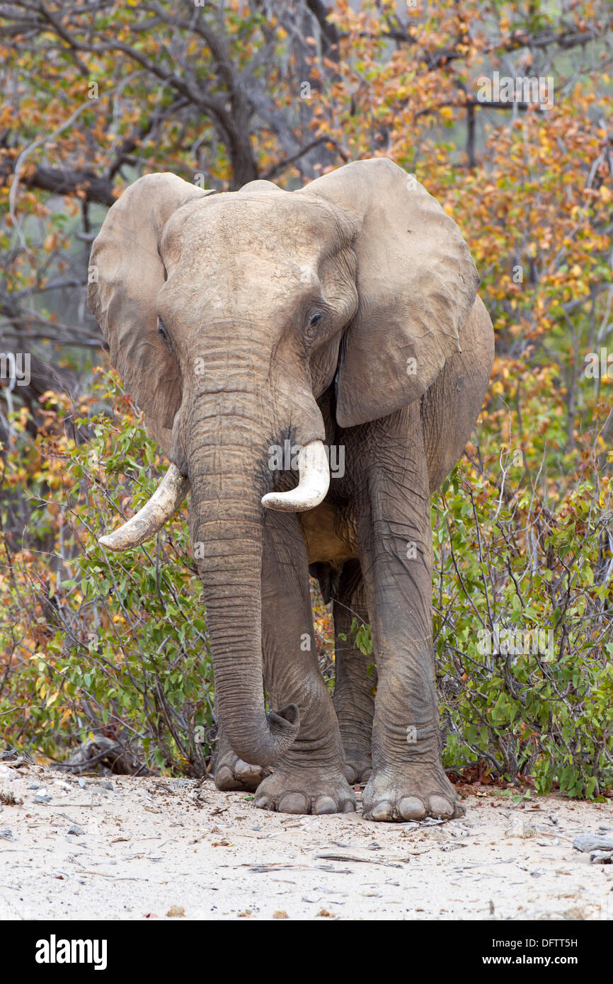 L'éléphant africain (Loxodonta africana), Hoanib, Namibie Banque D'Images