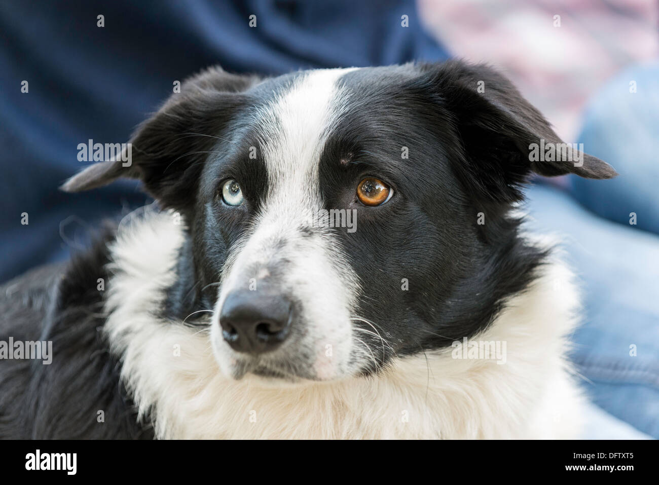 Le chien de berger BORDER COLLIE AVEC UN OEIL BLEU ET UN OEIL MARRON Photo  Stock - Alamy