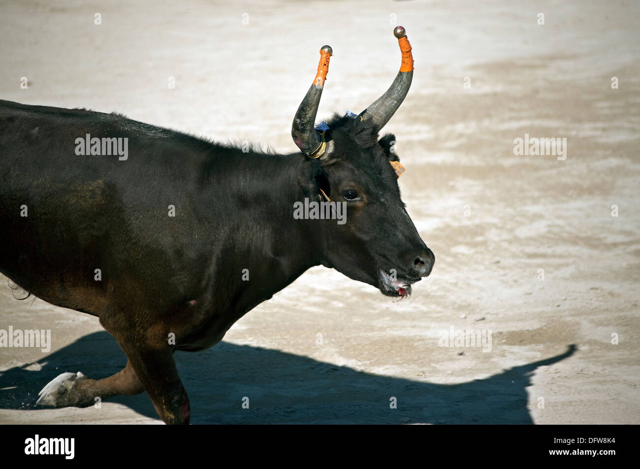 Le Français bull fighting,cours de la Tauromachie Camarguaise,Fontvieille France, bull, à pleine charge, David Collingwood Banque D'Images