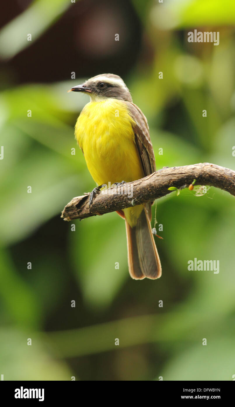 Myiozetetes cayanensis Banque de photographies et d’images à haute