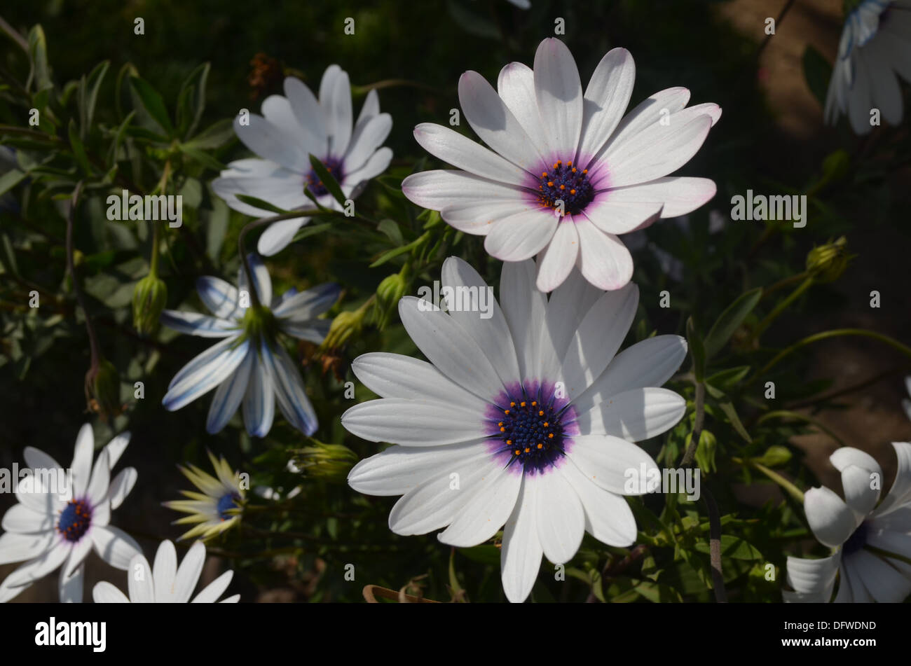 / Blanc / Violet fleurs lilas en fleur dans la Vallée Sacrée des Incas, Cuzco, Pérou Banque D'Images