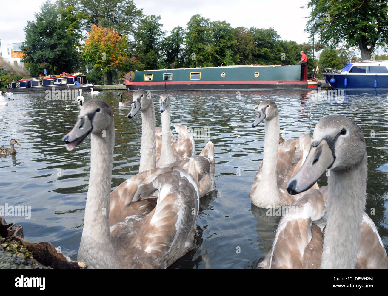 Les Cygnes tuberculés SUR LE Kennet and Avon Canal au Newbury, Berkshire Banque D'Images