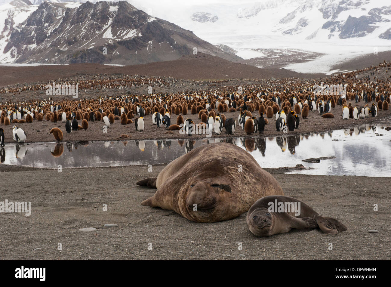 Éléphants de mer du sud (Mirounga leonina) en face d'une colonie de pingouins roi, Saint Andrews Bay, South Georgia Island Banque D'Images