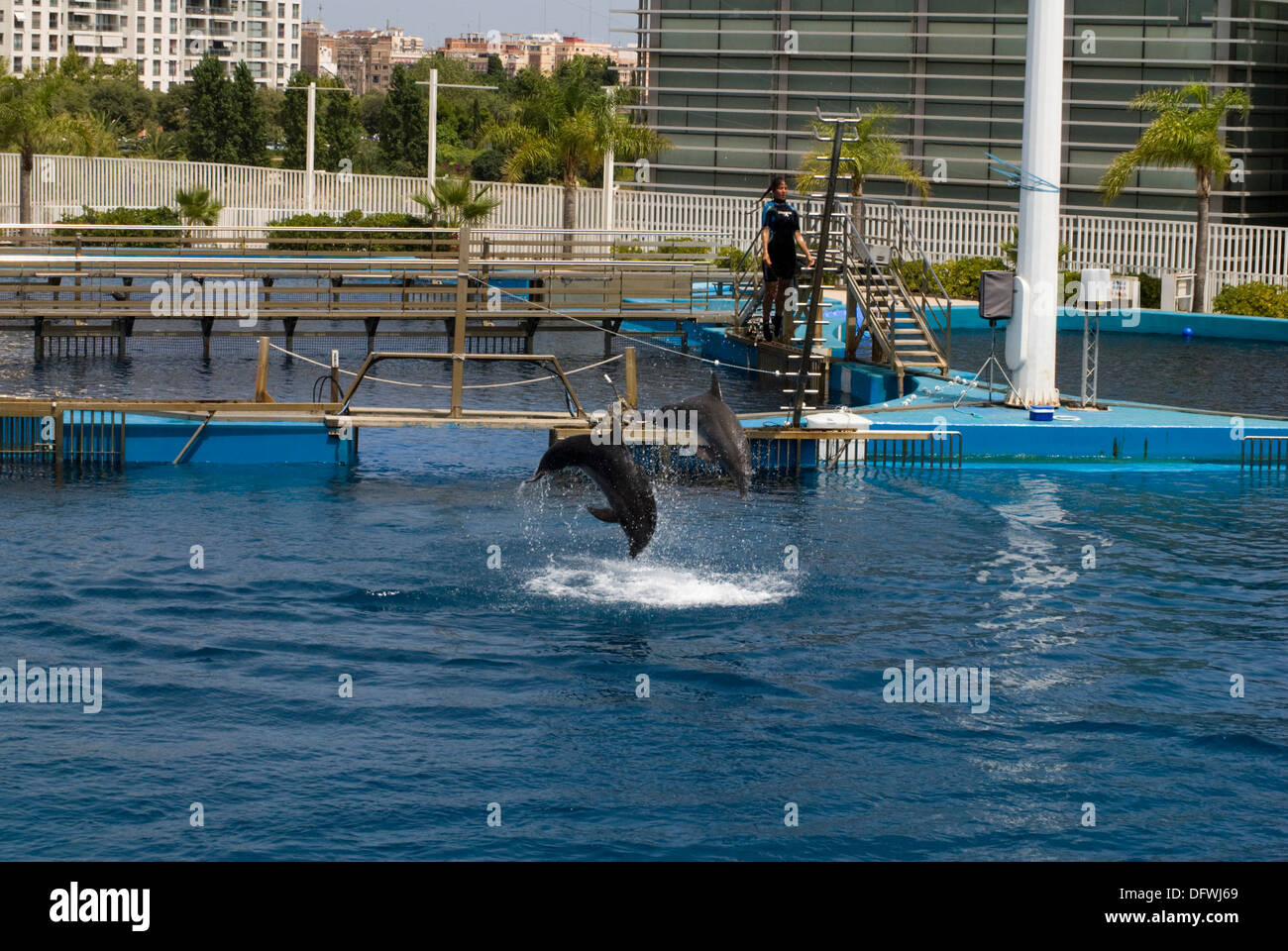 Les grands dauphins de l'Oceanografic à la Cité des Arts et des sciences à Valence, Espagne Banque D'Images