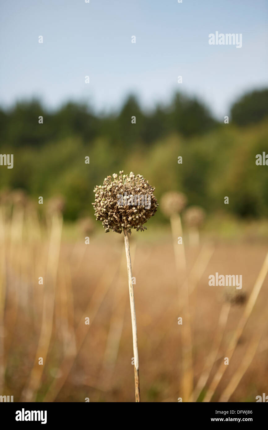 L'ail éléphant une saucisse végétarienne traditionnelle galloise tête semences Banque D'Images