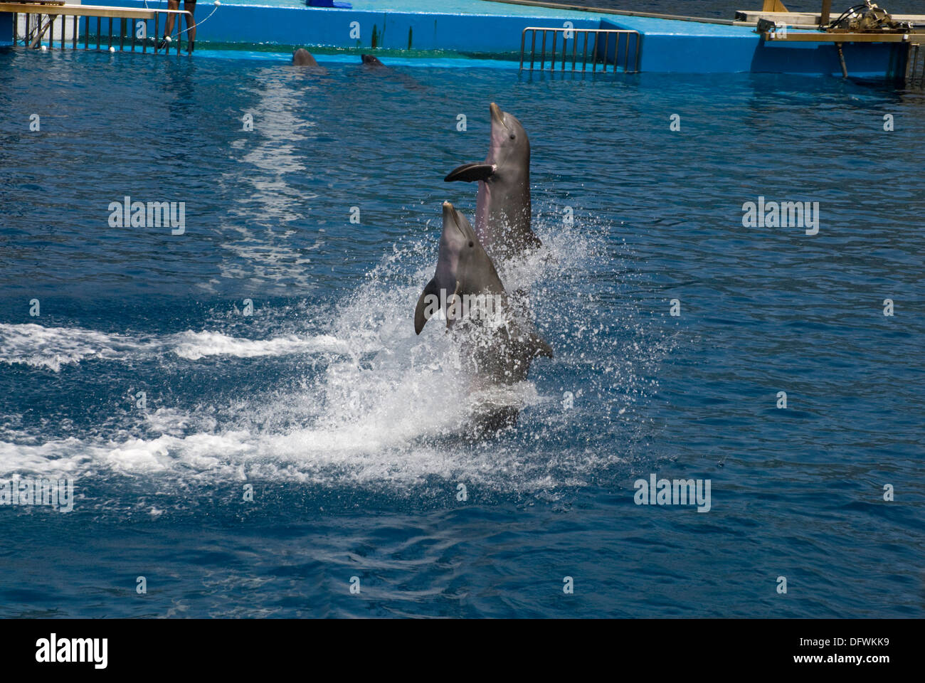 Les grands dauphins de l'Oceanografic à la Cité des Arts et des sciences à Valence, Espagne Banque D'Images